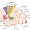 오자미 - 서구 | 오자미