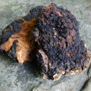 최종수농장 이미지