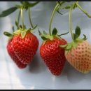 정호농장 이미지