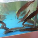 오징어나라 이미지