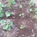 영선농장 이미지