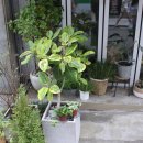 오블리비아떼 이미지