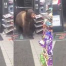 뉴욕편의점 이미지