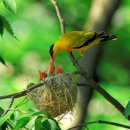 숲속풍경 이미지