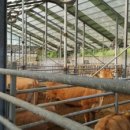 토고미농장 이미지