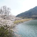 명품 벚꽃 길 이미지