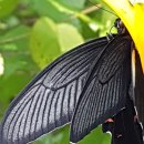 긴꼬리제비나비 이미지