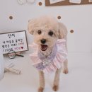 알콩달콩 애견미용실 이미지