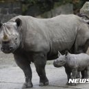 동물의 왕국 이미지