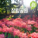 시냇물공원 | 경남 함양 여행 가을에 가볼만한곳 꽃구경 명소 상림공원 꽃무릇