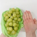 포도농장직거래탱글플룻 | 안성 배포큰농장 샤인머스켓 내돈내산 후기
