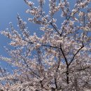 양지-3172 | 2022년 청주 무심천 벚꽃 / 가경천 살구나무꽃 개화 상황