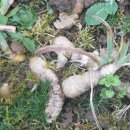 아이리스(IRIS) 이미지