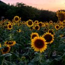 236차 제(2024년9월12일) 울산 국가정원 트레킹 이미지