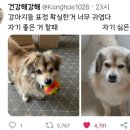 이쁜강아지 이미지