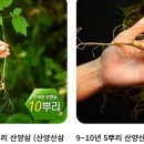 내고향산야초