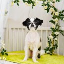 그루밍 블라썸 이미지