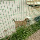 진도농장 | 아이들과 함께 즐길 수 있는 진도 여행 진도개테마파크 미니동물농장 무료방문 후기🐶🐰🐔