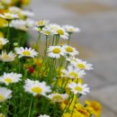 명품가로공원 이미지