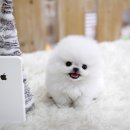 화이트포메라니안 이미지