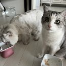 롤리스츄 | 고양이 간식 장난감 후기