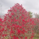 성창농장 | 5월 제주도 여행지 추천 송하농장 홍가시나무 입장방법!