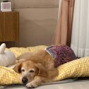 구삼커피 | 덥디덥고 덥디더운 8월 2주차 일상글 + 햄스터 푸딩 맛집 구삼커피 오픈런 후기