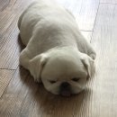 임옥빈 그루밍 이미지