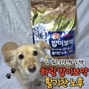 밥이보약 | 하림펫푸드 밥이보약 노령견 사료 후기｜입 짧은 강아지도 잘 먹는 활기찬 노후 내돈내산