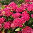 해피민박 이미지