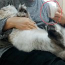 크리빗 이미지