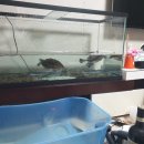 거북이집 이미지