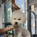 아온펫 이미지