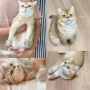 네코모리 이미지