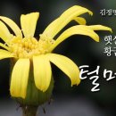 [꽃 이야기 106회] 햇살 머금은 황금빛 미소 - 털머위 이미지