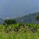 용암천변길 이미지