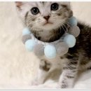 천안고양이분양 베스트캣 제나캣 천안점 이미지