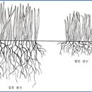 잔디의 조성과 관리 ② / 잔디깎기, 관·배수, 잡초제거 이미지