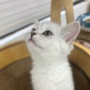 실버캣 이미지