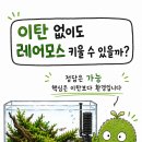 레어모스 네이버블로그
