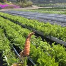 [얼바인 육아/놀곳] 아이와 함께 타나카팜 딸기따기 체험 Tanaka Farms Strawberry Picking