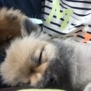 스피치 이미지