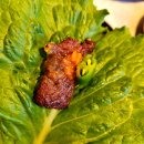 청주 봉명동 [고향역 정육식당] - 소고기는 수입이던 한우던 다 맛있어