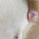 마이펫톡톡 이미지