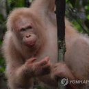 (주)알비노 이미지