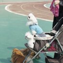 토토페키 | 다발맘의 페키방 4차정모후기 1편