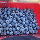 [블루베리키우기 A to Z] 폭염 속 블루베리 수확할 때 유의사항 이미지