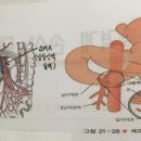 상박골 | 근골격계 외상성 장애 - 골절, 신체 부위별 골절