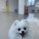퍼피 그라운드 네이버블로그