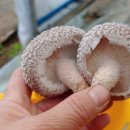 송이농장(2) 이미지